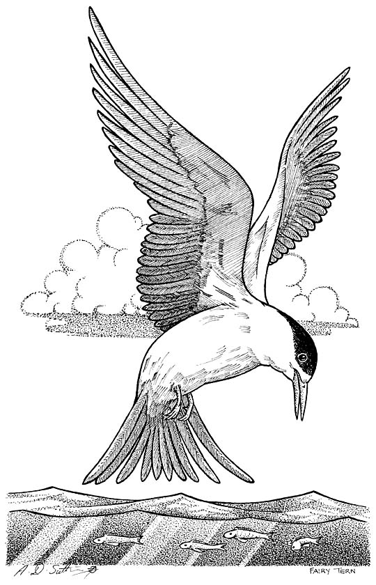 New Zealand fairy tern in flight artwork