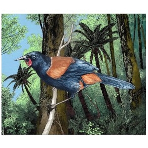 Forest Saddleback Bird Photo Print