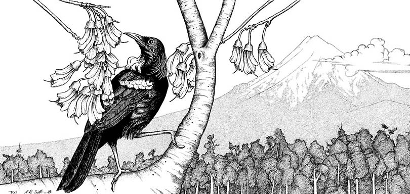 drawing of New Zealand Tui bird
